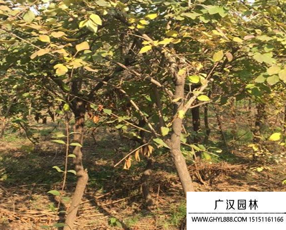 獨桿連翹樹