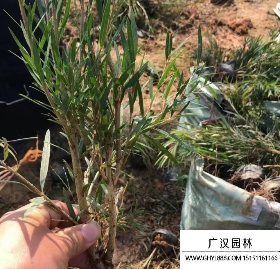 串錢柳
