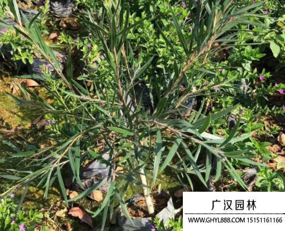串錢柳