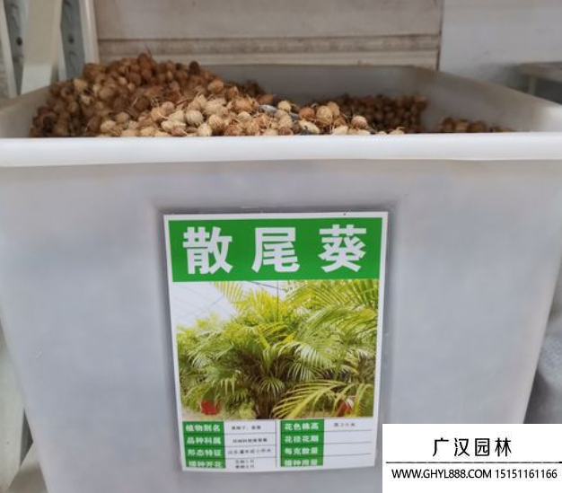 散尾葵種子