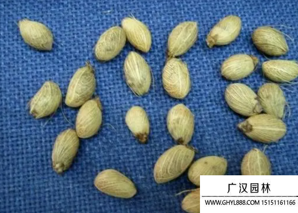 散尾葵種子