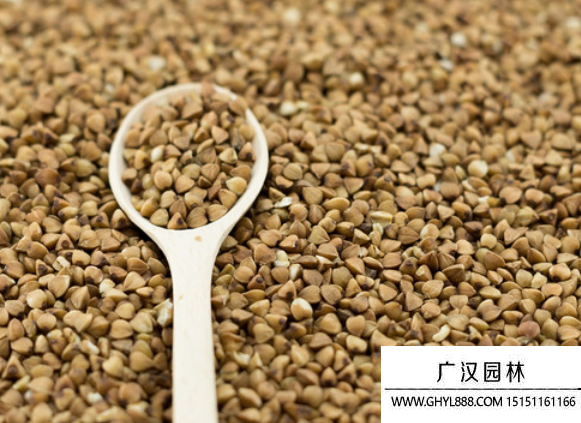 蕎麥種子