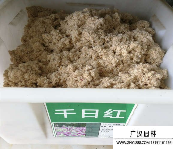 千日紅種子