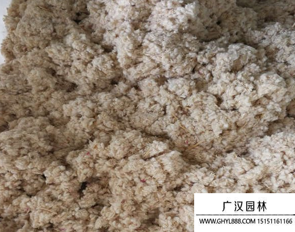 千日紅種子