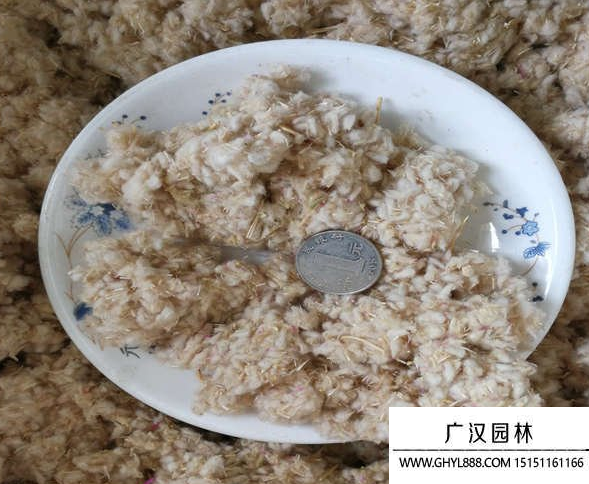 千日紅種子