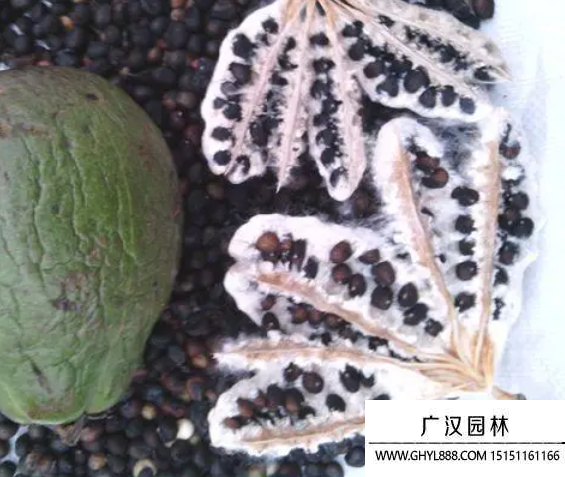 木棉花種子