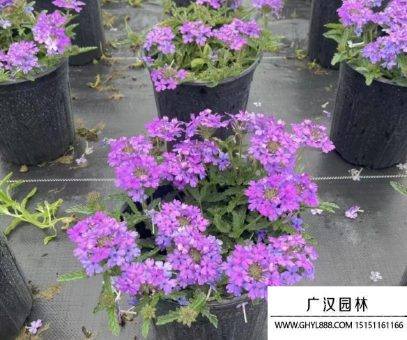 美女櫻