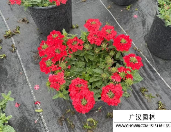 美女櫻
