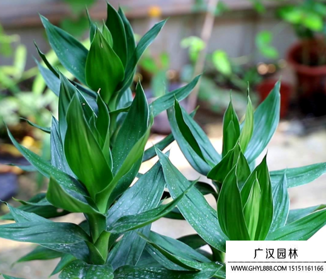 富貴竹