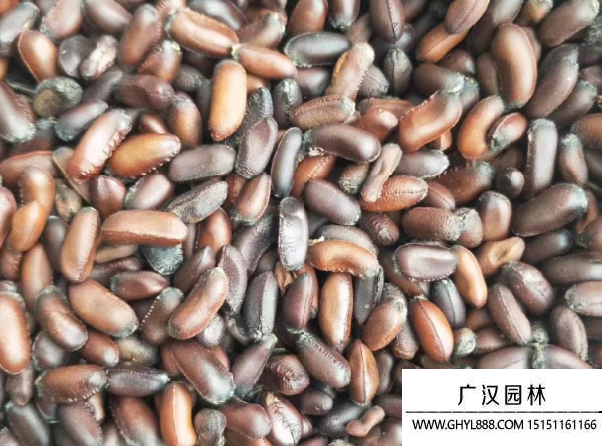 臘梅種子