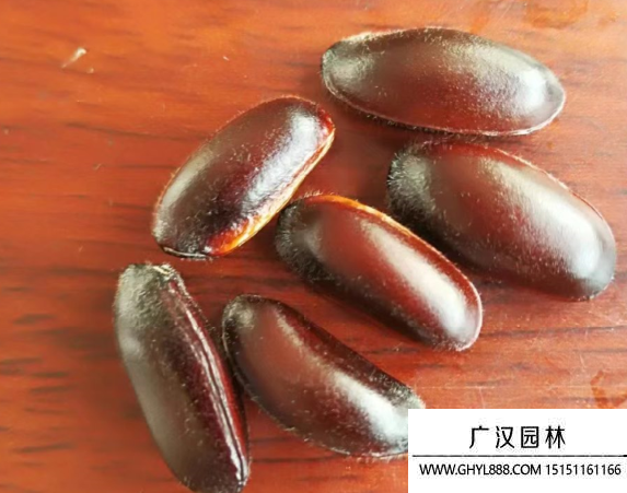 臘梅種子