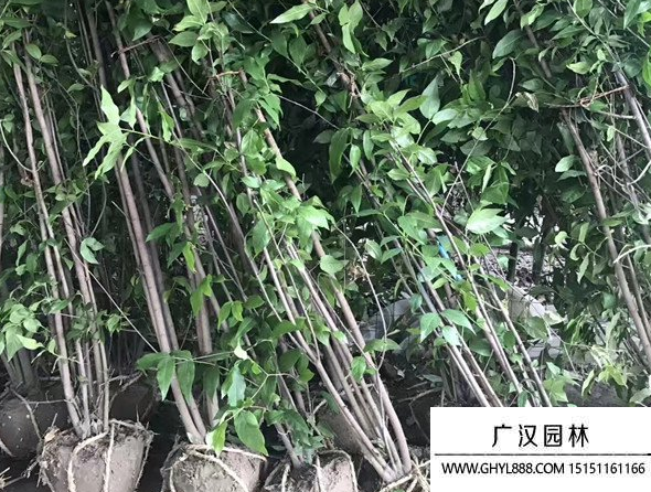 叢生臘梅