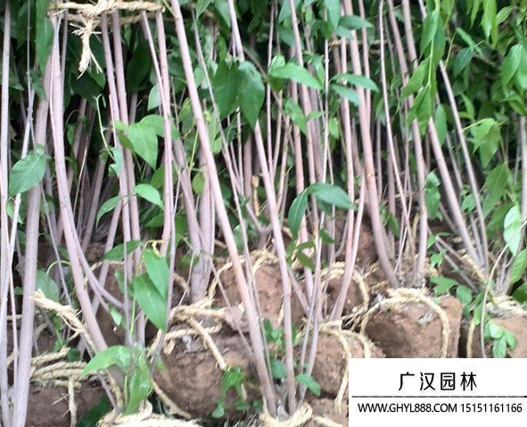 叢生臘梅