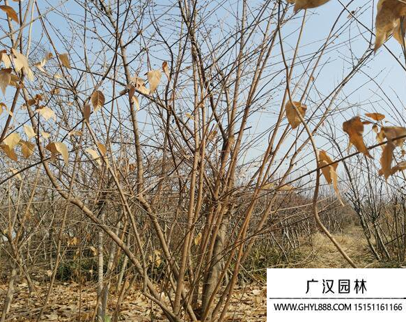 叢生臘梅