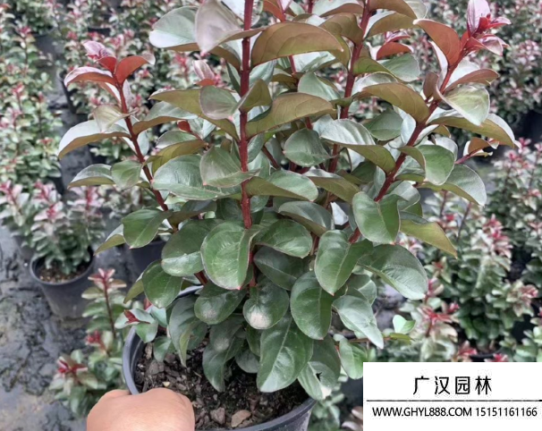 日本紫薇樹
