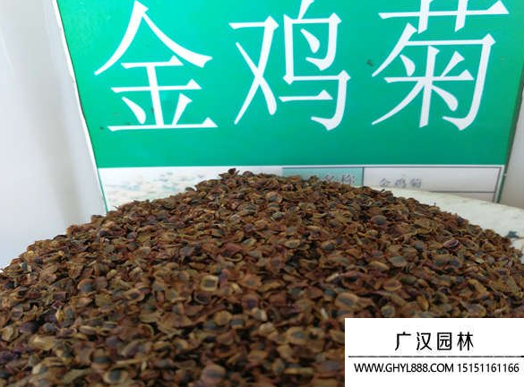 金雞菊種子