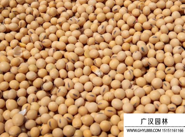 黃豆種子