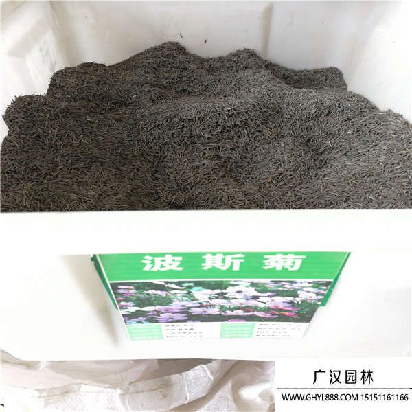 波斯菊種子