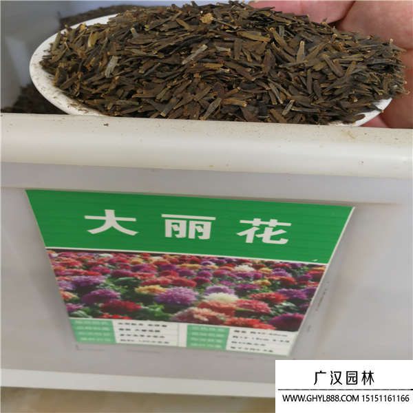 大麗花種子