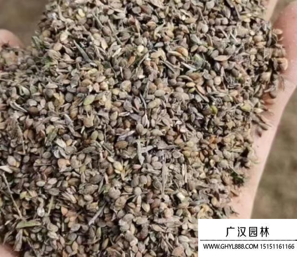 胡枝子種子