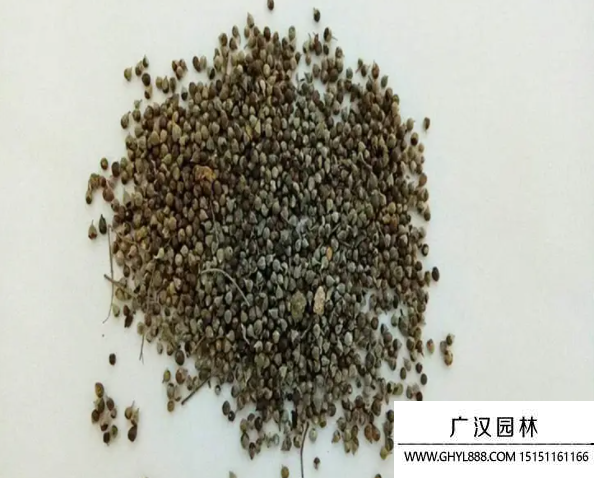 胡枝子種子