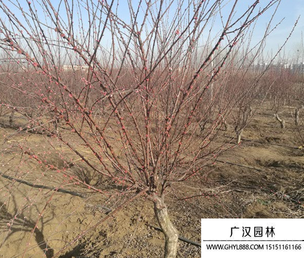 紅葉桃