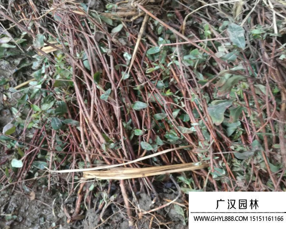 金絲梅