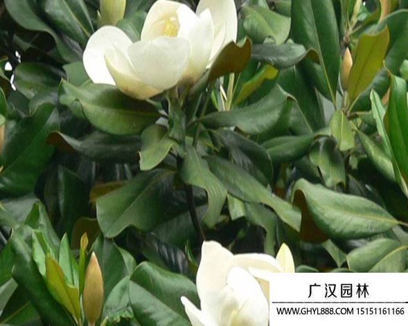 廣玉蘭