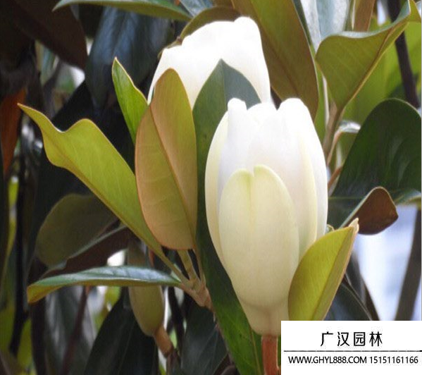 廣玉蘭
