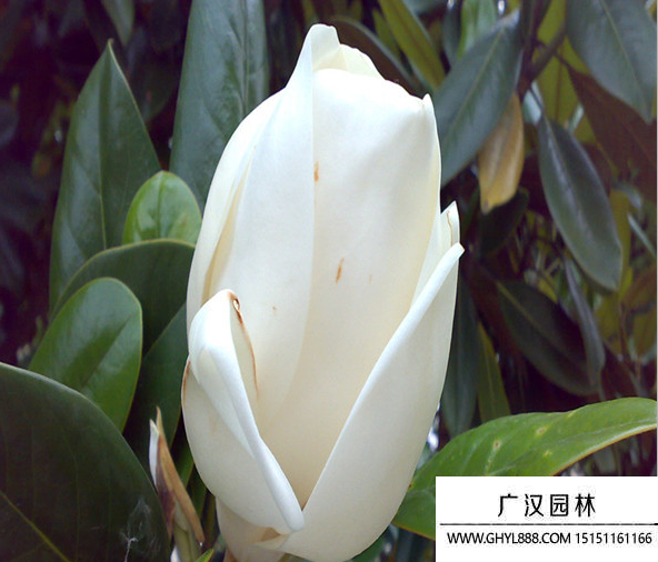 廣玉蘭