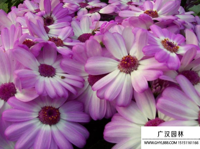 瓜葉菊