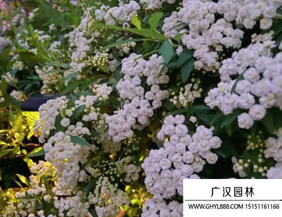 繡線菊