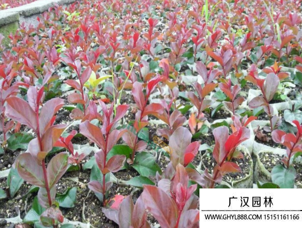 紅火球紫薇