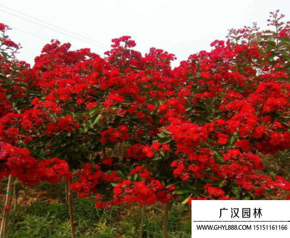 紅火球紫薇