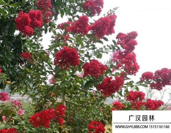 紅火球紫薇