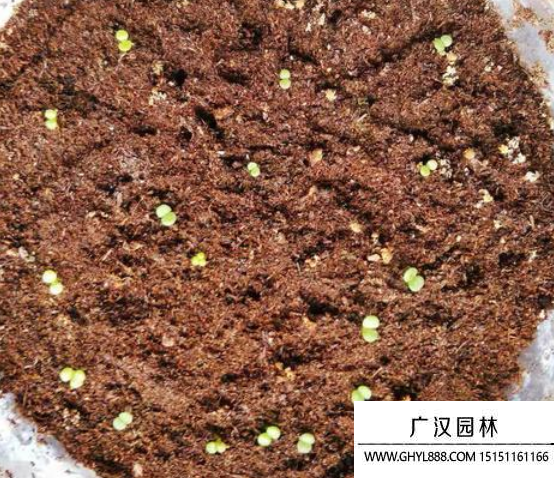 多肉種子