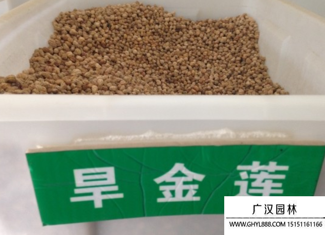 旱蓮種子