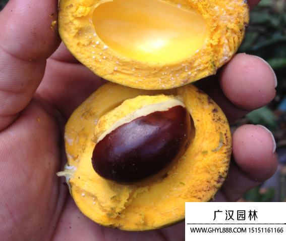 蛋黃果種子
