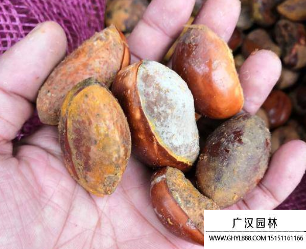 蛋黃果種子