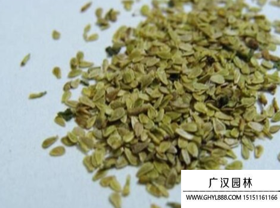 雛菊種子