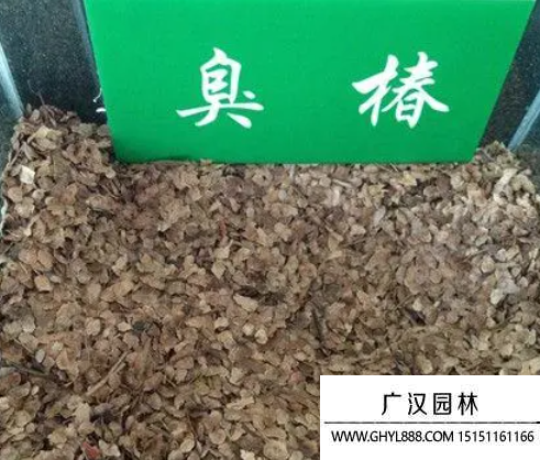 臭椿種子