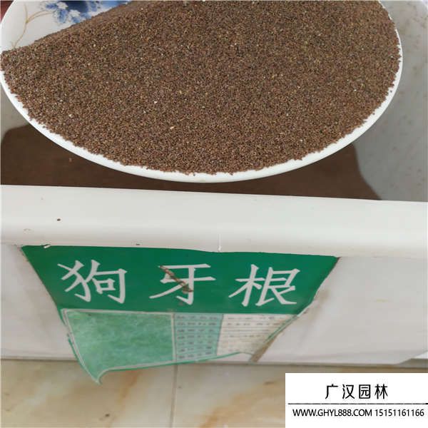 草坪種子