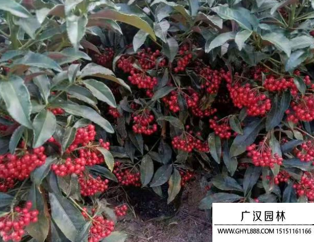 富貴籽種子