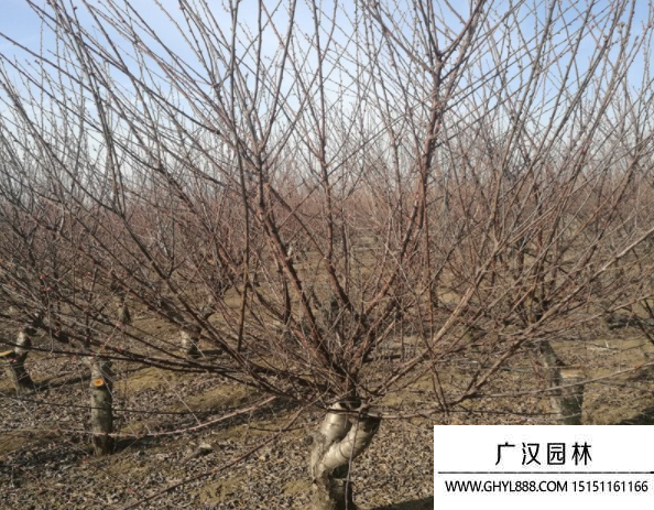 紅葉桃
