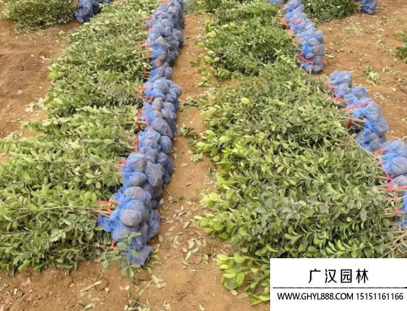 大葉黃楊