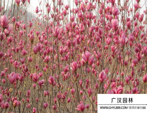 紅玉蘭