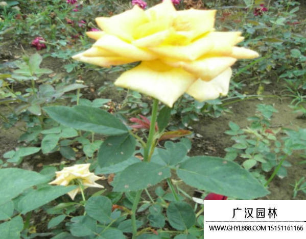 黃帽月季