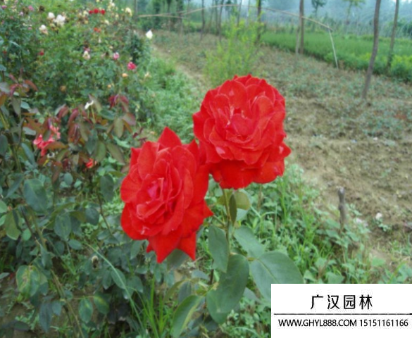 黃帽月季