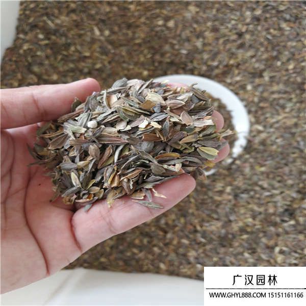 百日草種子