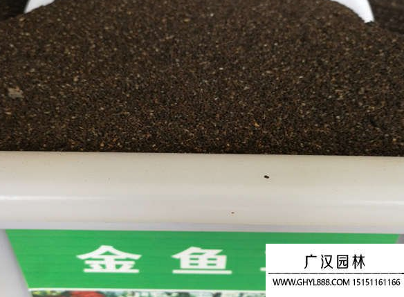 金魚草種子